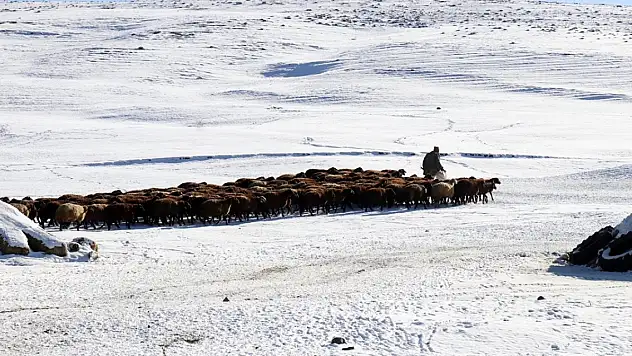 Ağrı'da besicilerin ilkbahara kadar sürecek zorlu mesaileri başladı