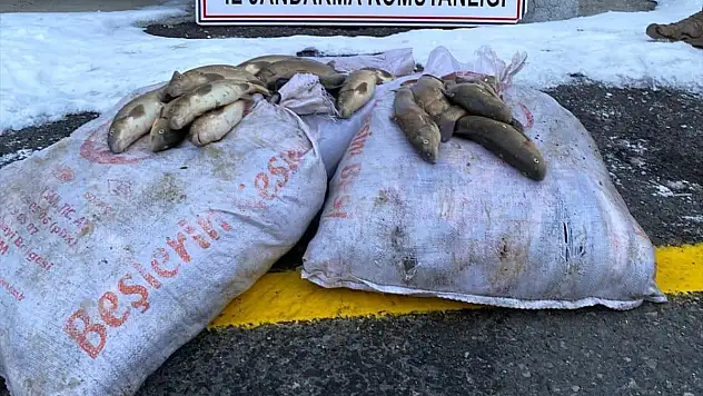 Erzurum'da kaçak balık avlayan 4 kişi yakalandı