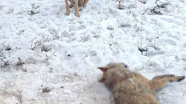 Bitlis'te sürüye saldıran kurdu, çoban köpekleri telef etti