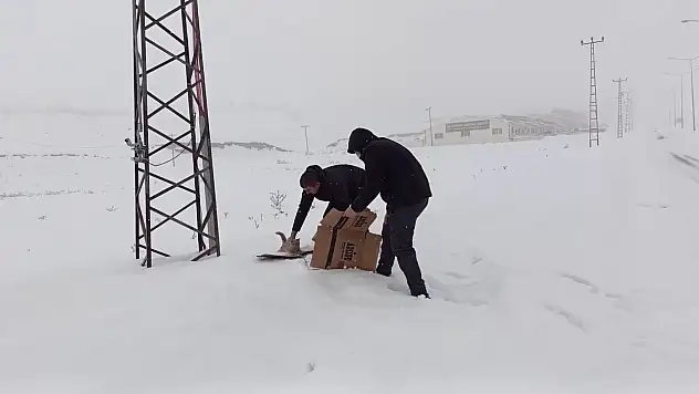 Erzurum polisinden sokak hayvanlarına şefkat eli