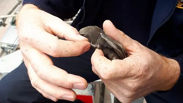 Doğubayazıt'ta çatıya sıkışan Ebabil kuşu kurtarıldı