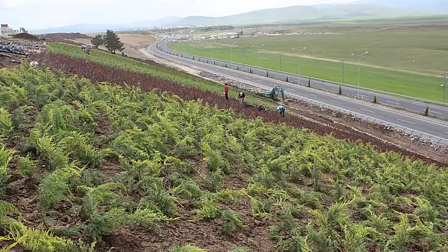 Ağrı'nın çehresi değişiyor