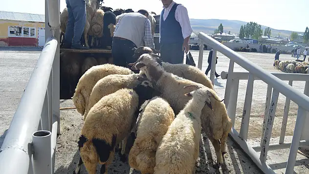 Ağrı'da kurbanlık sevkiyatı durgun başladı