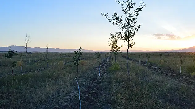 Ağrı'da iki yılda 126 bin ağaç dikildi