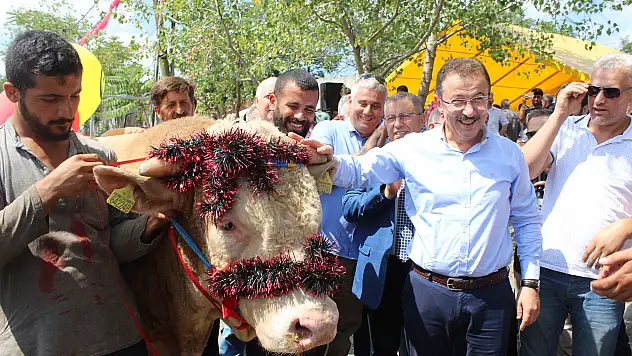 İstanbul'da en güzel kurbanlık Ağrı'dan