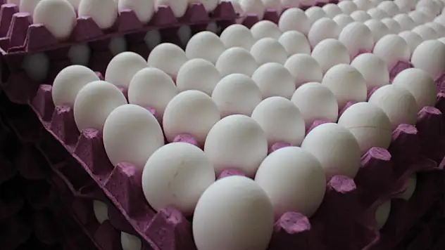 Milyonlaca yumurta toplatıldı