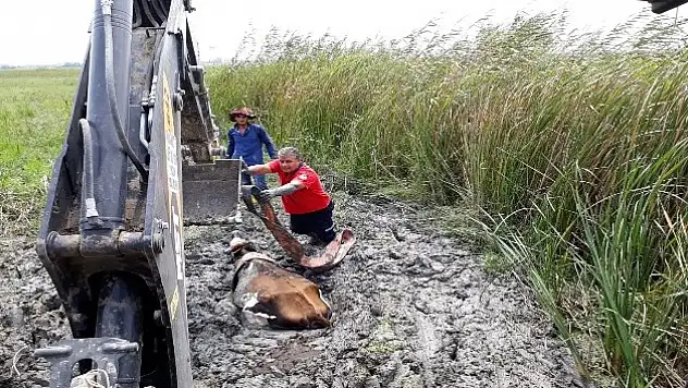Bataklığa saplanan inek kurtarıldı
