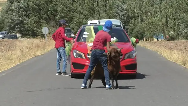 Ağrı'da koç ile düğün konvoyunun yolu kapatıldı