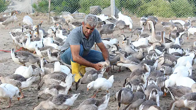 Çiçeği burnunda emekli öğretmen kaz besleyerek tabuları yıktı