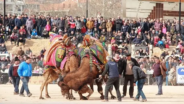 Deve seyircilere saldırdı