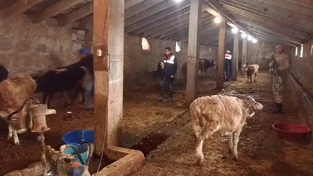 Ağrı'da çalınan hayvanlar bulundu