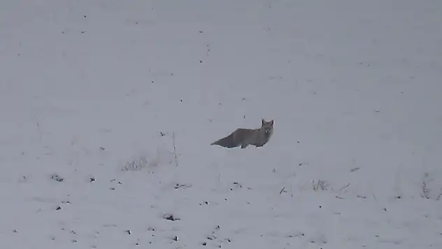 Ağrı'da aç kalan tilkiler şehir merkezine kadar indi
