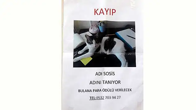 Kedi için kayıp ilanı