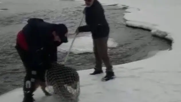 Murat Nehri'nde mahsur kalan kurt köpeğini itfaiye ekibi kurtardı