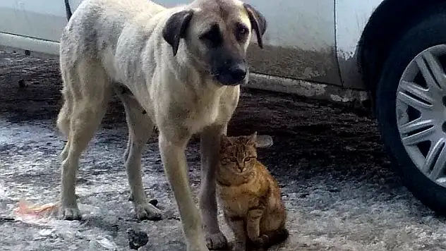Kedi, köpeği annesi sanıyor