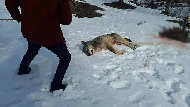 Köye inen kurt köpeklerin saldırısına uğradı