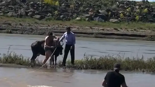 Murat Nehri'ne düşen inek itfaiye ekipleri tarafından kurtarıldı
