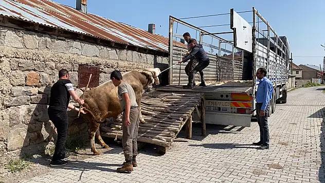 Kurbanlıklar korona gölgesinde yola çıkmaya başladı