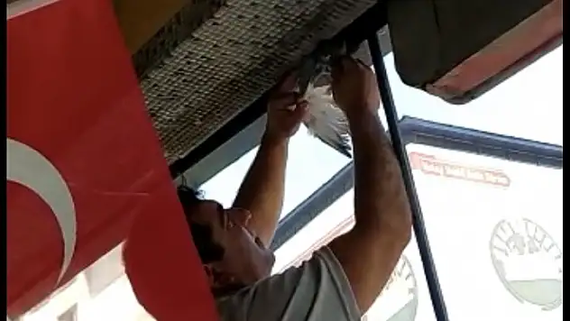 Dükkân Tabelasına Sıkışan Güvercin itfaiye ekiplerince kurtarıldı