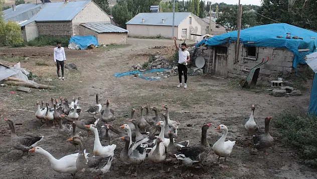 Ağrılı genç biriktirdiği  burs parası ile kaz yetiştiriciliğine başladı