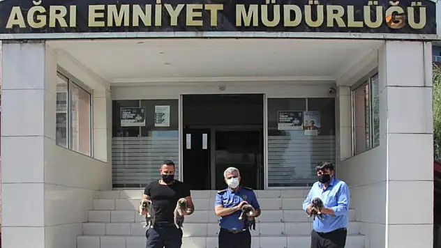 PÖH'ün yanında görev alacak 10 kangaldan 4'ü Ağrı'ya getirildi
