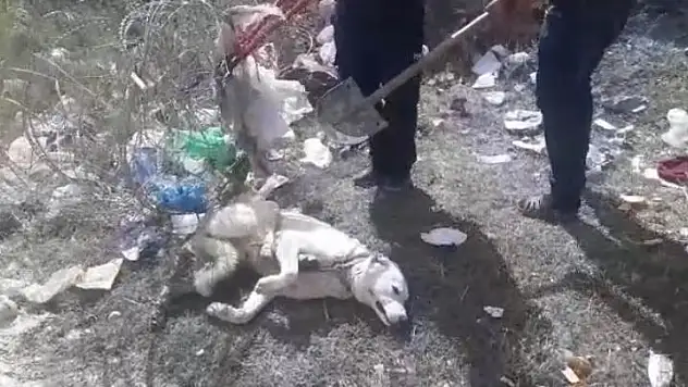 Ayağı Tellere Sıkışan köpek İtfaiye Ekiplerince Kurtarıldı