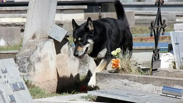 Arjantin'in vefalı köpeği