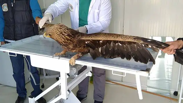 - Doğubayazıt'ta kanadı kırık kartalın Kars'a sevki yapıldı
