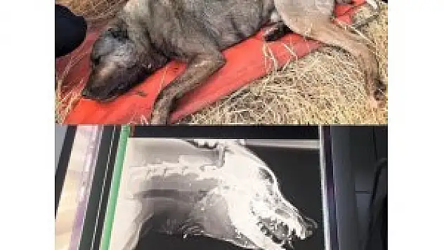 Av tüfeği ile köpeği vuran şahıs jandarma tarafından tespit edildi