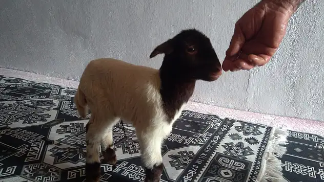 Ağrı'da yeni doğan kuzuyu evlerinde besliyorlar