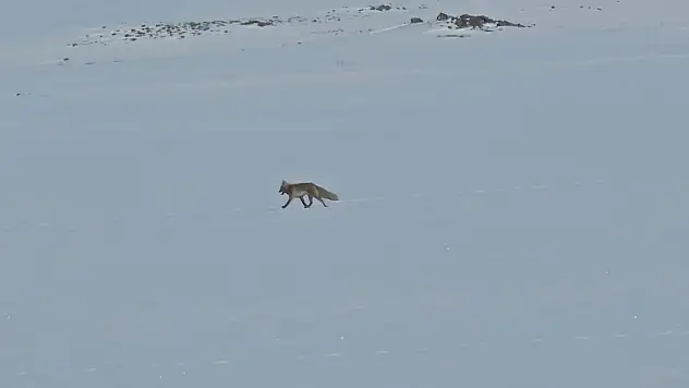 Adilcevaz'da tilkiler yol kenarına indi