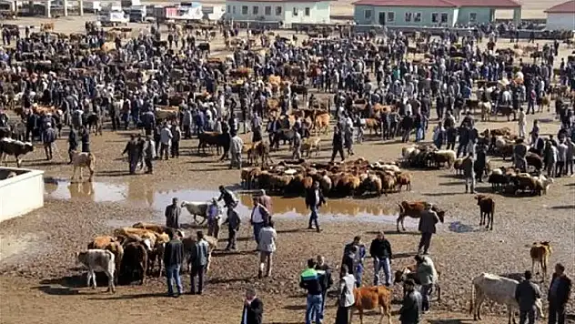 Ağrı Canlı Hayvan Pazarı yeniden açılıyor!