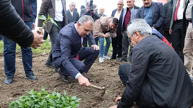 Ağrı'da 236 çiftçiye 100 bin sebze fidesi dağıtıldı