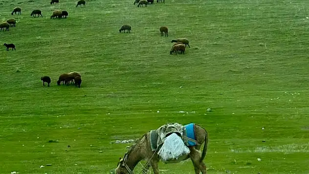 Ağrı'da 6 ay sonra hayvanlar meralarla buluştu