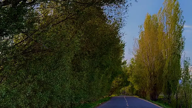 Ağrı'da ağaçlar tünel oluşturdu TRT park yolu yeniden yeşillendi