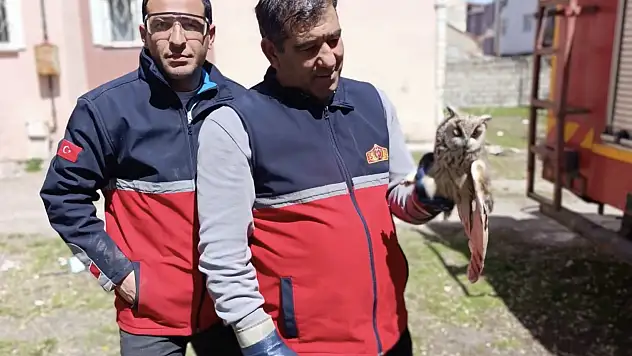 Ağrı'da ağaçta mahsur kalan Baykuşu vatandaşın dikkati kurtardı