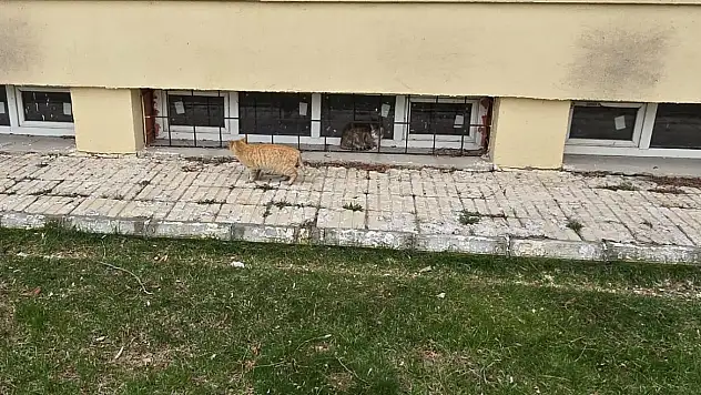 Ağrı'da ağaçta mahsur kalan kediye itfaiye müdahale etti