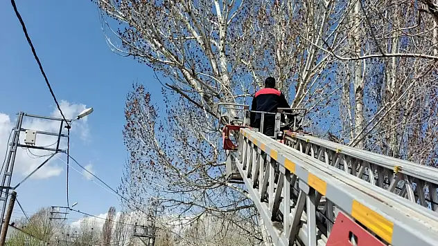 Ağrı'da ağaçta mahsur kalan kedi mahalleyi harekete geçirdi