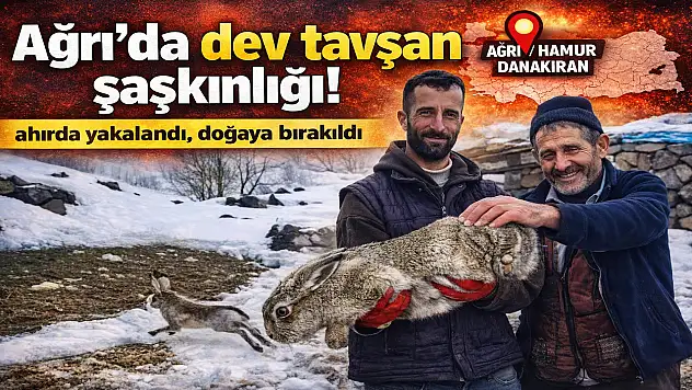 Ağrı'da ahırda görülen iri tavşan şaşırttı