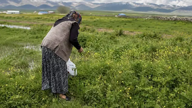 Ağrı'da asırlık gelenek sürüyor: Şifalı otlar kış sofraları için toplanıyor