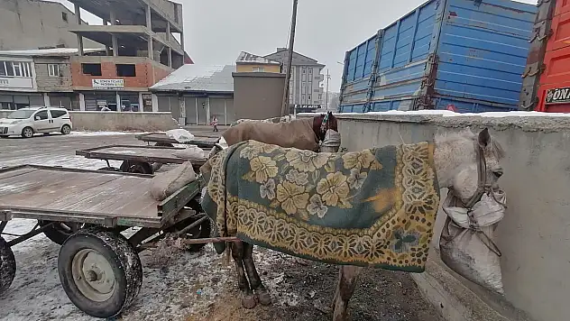 Ağrı'da atlar, soğuktan battaniyelerle korunuyor