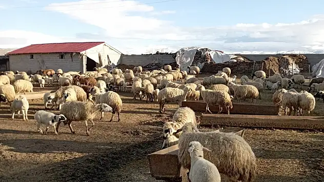 Ağrı'da hasret sona erdi! Kuzular anneleriyle buluştu