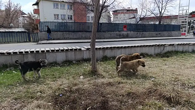 Ağrı'da baharın gelişiyle yavru köpekler güneşte mola verdi