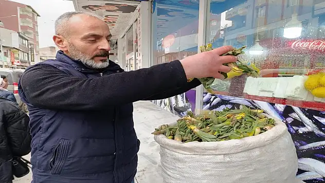 Ağrı'da baharın habercisi gulik otu sezonu başladı
