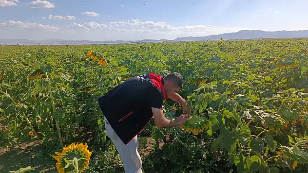 Ağrı'da bereketli sezon için tarlalar kontrol ediliyor