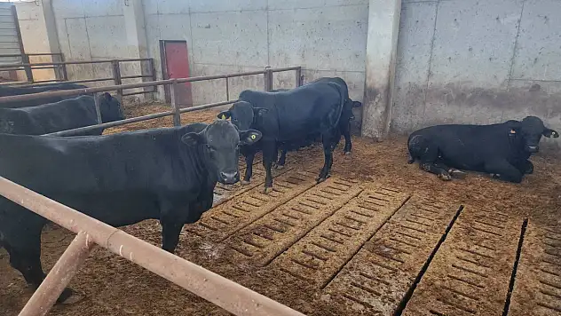 Ağrı'da besicilik kapasitesi artırılıyor