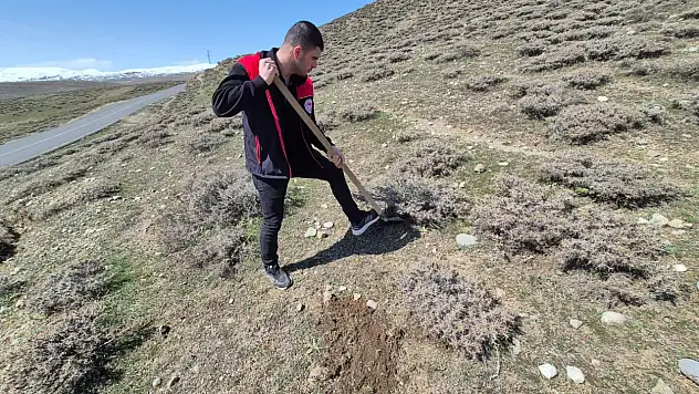 Ağrı'da buğday tarlalarında 'Süne Sürvey' çalışmaları başlatıldı