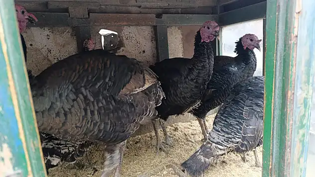 Ağrı'da canlı hindi geleneği yıllardır değişmiyor