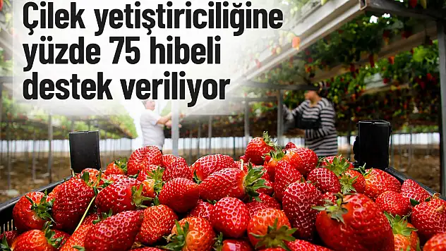Ağrı'da çilek yetiştiriciliğine hibe desteği veriliyor