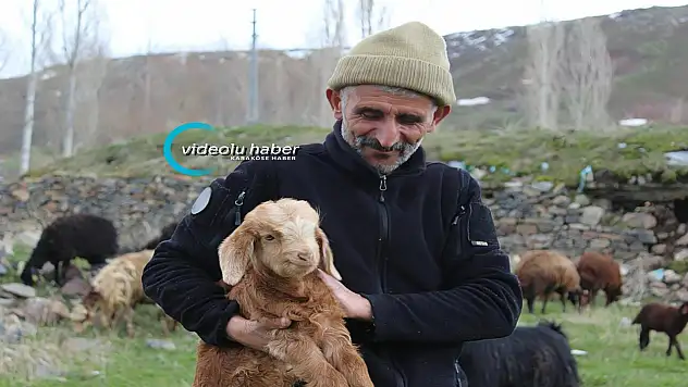 Ağrı'da çoban bulamayan köylüler hayvanlarını kendileri otlatıyor